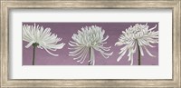 Morning Chrysanthemums V Lavender Fine Art Print