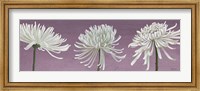 Morning Chrysanthemums V Lavender Fine Art Print