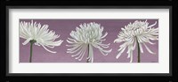 Morning Chrysanthemums V Lavender Fine Art Print