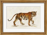 Walking Tiger Light Fine Art Print