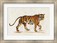 Walking Tiger Light Fine Art Print