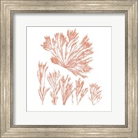 Pacific Sea Mosses XXI Red Sq Fine Art Print