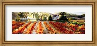 Golden Vineyard Fine Art Print