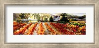 Golden Vineyard Fine Art Print