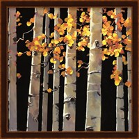 Aspen Grove Fine Art Print