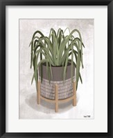 Spider Plant Fine Art Print