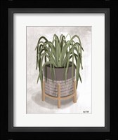 Spider Plant Fine Art Print