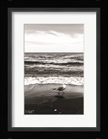 Seagull I Fine Art Print