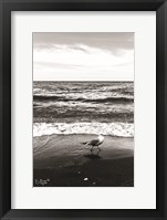 Seagull I Fine Art Print