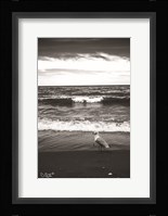 Seagull II Fine Art Print