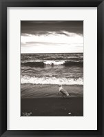 Seagull II Fine Art Print