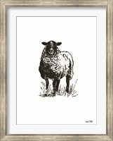 Farmhouse Sheep Fine Art Print