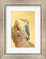 Golden-Fronted Woodpecker Eating A Seed, Linn, Texas Fine Art Print