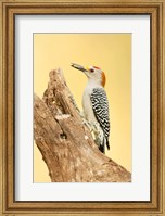 Golden-Fronted Woodpecker Eating A Seed, Linn, Texas Fine Art Print