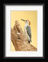 Golden-Fronted Woodpecker Eating A Seed, Linn, Texas Fine Art Print