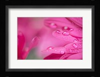 Pink Mum 1 Fine Art Print
