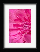 Pink Mum 2 Fine Art Print