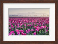 Sunrise Over The Skagit Valley Tulip Fields, Washington State Fine Art Print