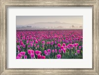 Sunrise Over The Skagit Valley Tulip Fields, Washington State Fine Art Print