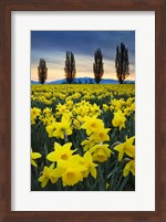 Fields Of Yellow Daffodils In Late March, Skagit Valley, Washington State Fine Art Print