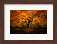 Japanese Maple In Kubota Gardens Park Fine Art Print