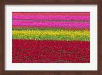 Row Patterns Of Tulips Fine Art Print