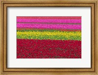 Row Patterns Of Tulips Fine Art Print