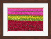 Row Patterns Of Tulips Fine Art Print