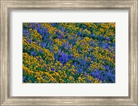 Wildflowers Bloom On Hillside Fine Art Print