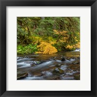 Vine Maples And Sol Duc River In Autumn Fine Art Print