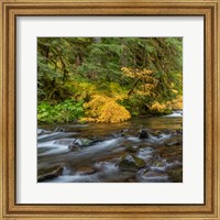 Vine Maples And Sol Duc River In Autumn Fine Art Print