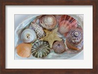 Collection Of Pacific Northwest Seashells Fine Art Print
