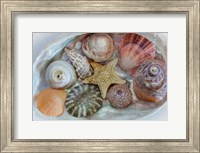 Collection Of Pacific Northwest Seashells Fine Art Print