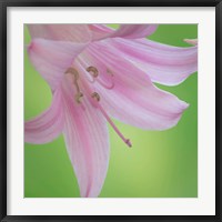 Lily Blossoms Close-Up Fine Art Print