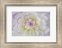 Dahlia Blossom Close-Up Fine Art Print