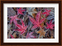 Frosty Leaves In Autumn Fine Art Print