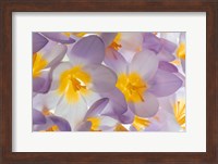 Spring Crocus Flowers Close-Up Fine Art Print