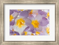 Spring Crocus Flowers Close-Up Fine Art Print