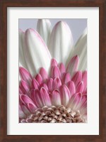 Gerbera Daisy Flower Close-Up Fine Art Print