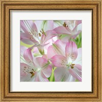 Alstroemeria Blossoms Close-Up Fine Art Print