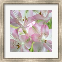 Alstroemeria Blossoms Close-Up Fine Art Print