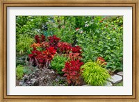 Summer Flowers And Coleus Plants In Bronze And Reds, Sammamish, Washington State Fine Art Print