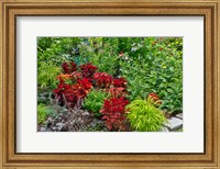 Summer Flowers And Coleus Plants In Bronze And Reds, Sammamish, Washington State Fine Art Print