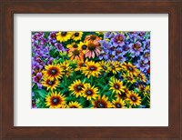 Painted Tongue And Hirta Daisies In Tight Grouping Fine Art Print