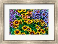 Painted Tongue And Hirta Daisies In Tight Grouping Fine Art Print