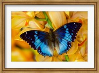 Charaxes Smaragdalis Butterfly On Large Golden Cymbidium Orchid Fine Art Print