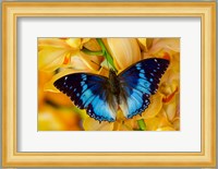 Charaxes Smaragdalis Butterfly On Large Golden Cymbidium Orchid Fine Art Print