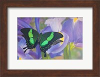 Green Swallowtail Butterfly, Papilio Palinurus Daedalus, In Reflection With Dutch Iris Fine Art Print