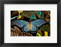Butterflies Grouped Together To Make Pattern With African Blue Fine Art Print