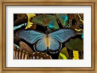 Butterflies Grouped Together To Make Pattern With African Blue Fine Art Print